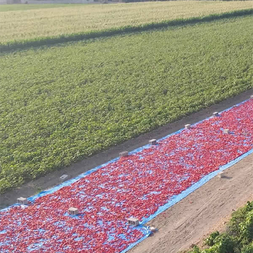 You are currently viewing Biberlerin Temizlenip Kurutulması