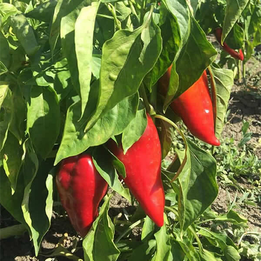 You are currently viewing Biberlerin Ekilmesi ve Yetiştirilmesi