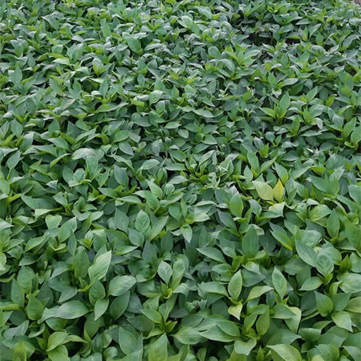 You are currently viewing Yerli Tohum Fidelerimizin Hazırlanması